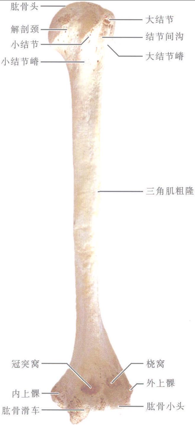 圖1-1-31 肱骨